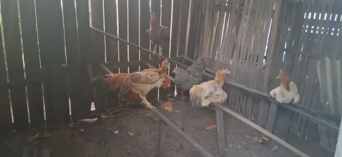 Galinhas caipira