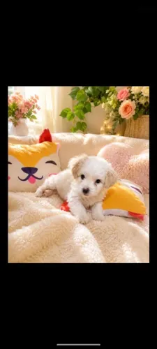 Filhote de poodle toy