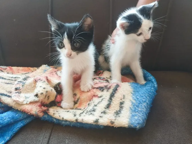 Adoção de Gatinhos 