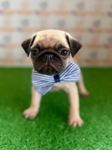 Pug Macho 