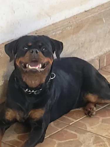 Rottweiller