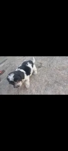 Filhote poodle número 0 
