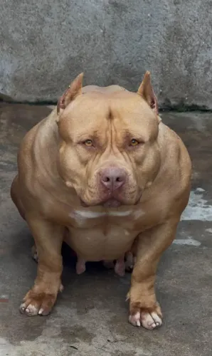 American Bully com Pit Monster filhotes