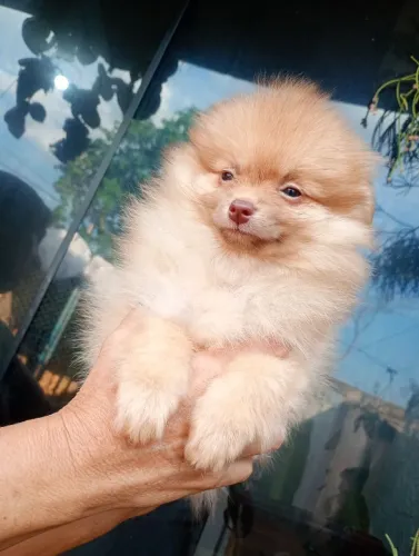 Lulu da Pomerânia fêmea, 2 meses 