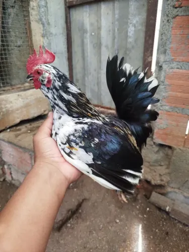 Galinze, Galo