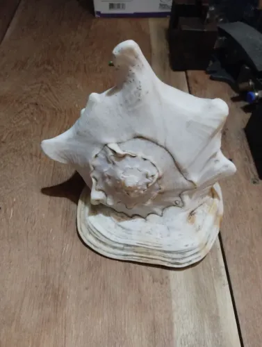 Concha grande decoração 