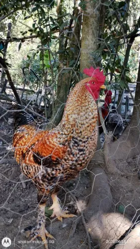 Vendo frangos caipira