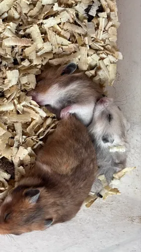 Hamster Sírio 