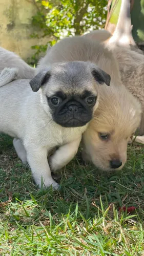 Lindos filhotes de Pug e Golden