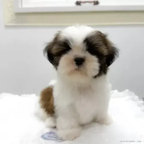Filhotes de Shih Tzu/ Shitzu pelagem longa baby macho e fêmea com garantias SP