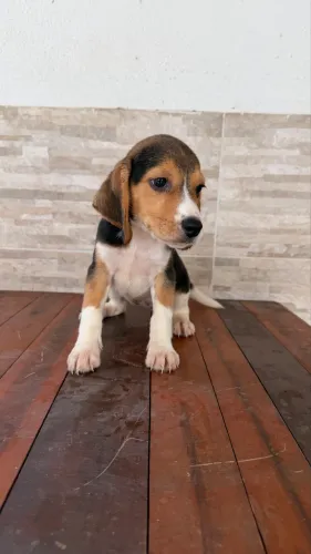 Beagle machos e fêmeas