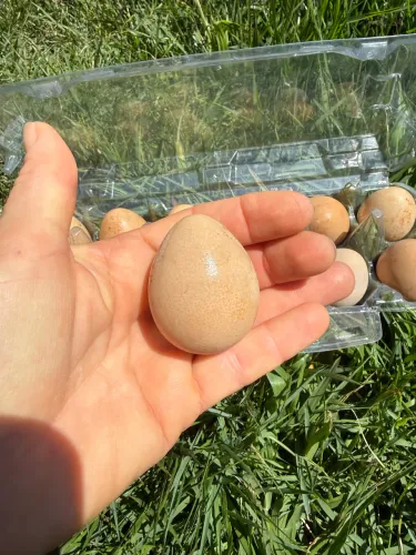 Ovos de galinha d angola 