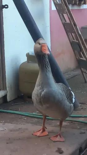 Gansos e galos