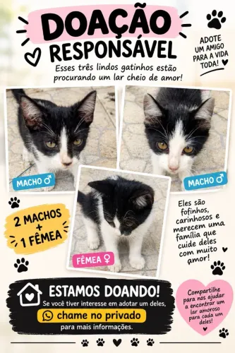 Doação de gatos