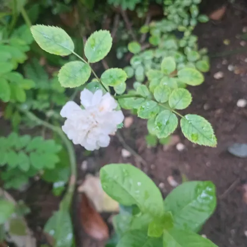 Plantas ornamentais
