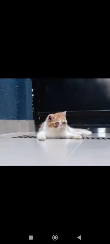 Gatos