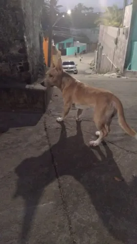 Adoção responsável