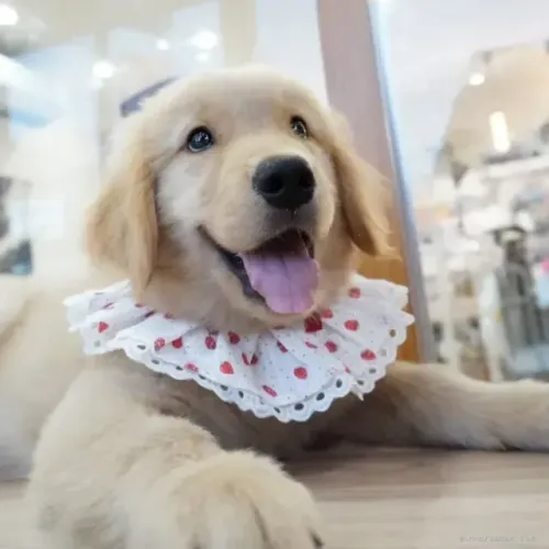 Filhotes companheiro e saudável Golden Retriever