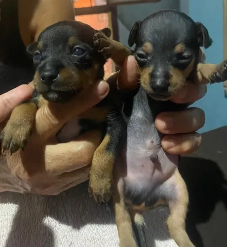 Vendo dois pinscher
