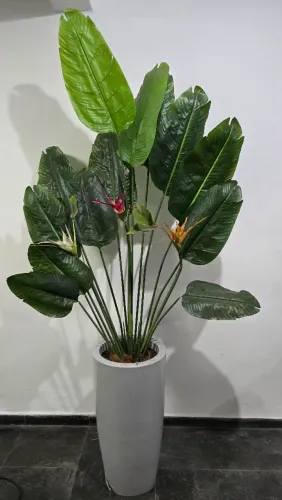Planta Grande Permanente ( Ravenala) no vaso de fibra