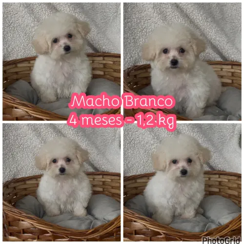 Poodle micro macho branco 
