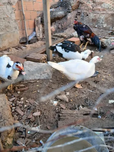 VENDO PATOS