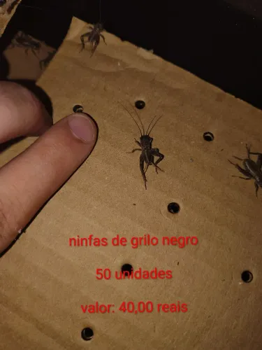 Ninfas de grilo negro