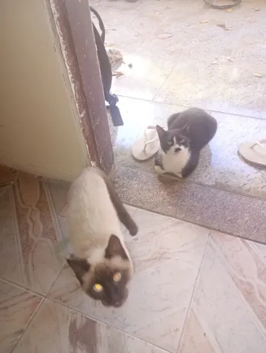 Estou doando esses gatos