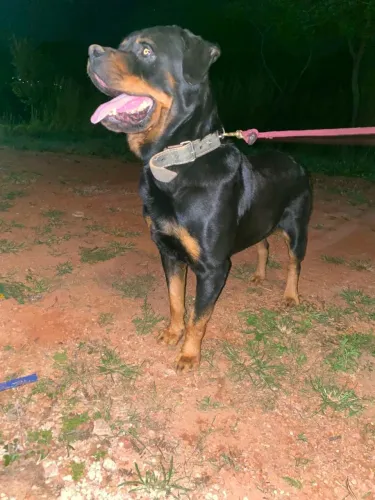 Cão pra cruza 