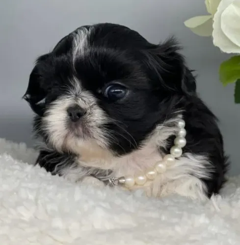 Filhotes de Shih Tzu | Um mundo de fofura.