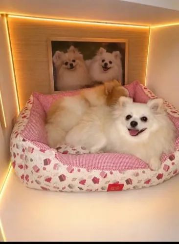 Casinha Pet
