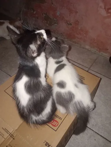 Gatinhas peludas para adoção