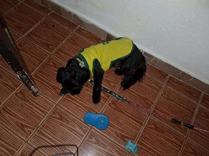Vende se cachorro de raça 