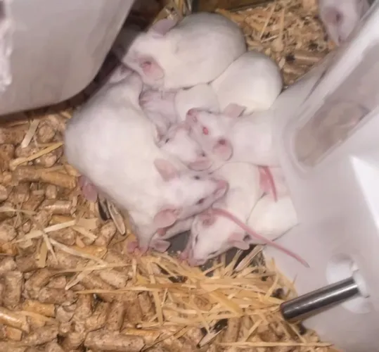 Estou doando Topolino ratinho?conhecido como mini mouse