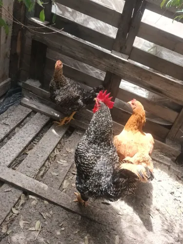 Frangos