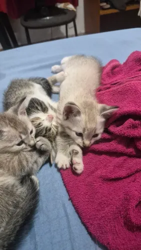 Doação de Gatos, 2 gemeas e 1 macho