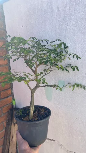 Bonsai de Piteco