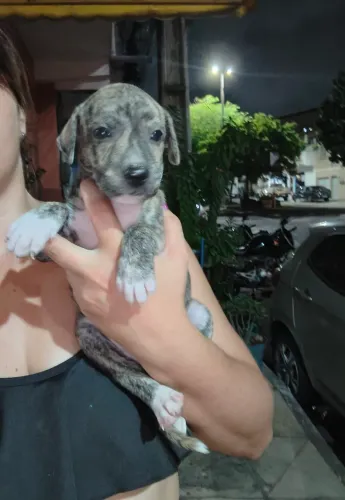 Cachorrinha