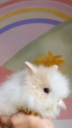 Mini lion- Mini coelho