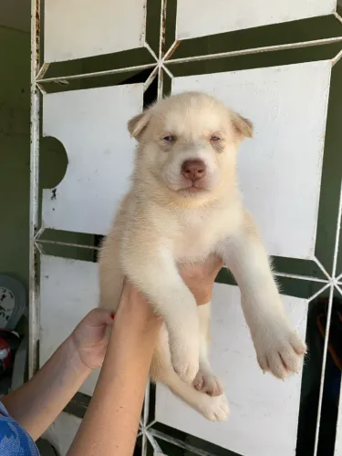 Vendo e troco também !