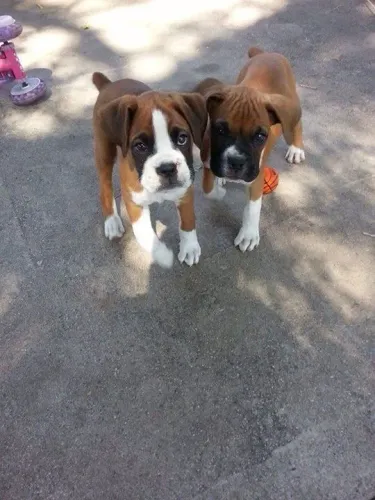 Filhotes De Boxer - Eles Não Veem A Hora De Encontrar Uma Família 