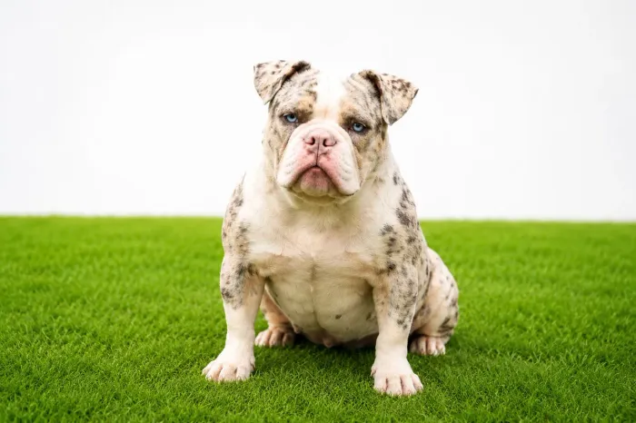 American Bully fêmea tri Merle  próximo ao cio .p busca hj ..