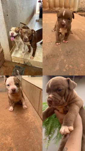 Pit Bull red nose