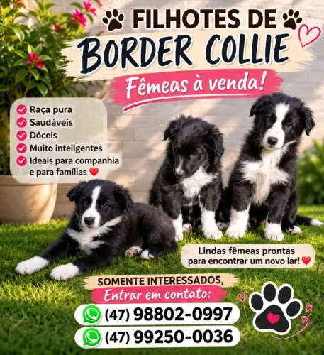 Vende-se filhotes (fêmeas)de Border Collie