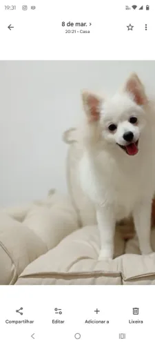 Cãozinho splitz alemão macho