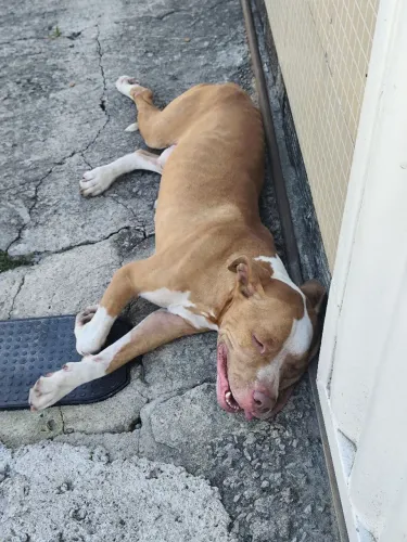 Doação de Pitbull