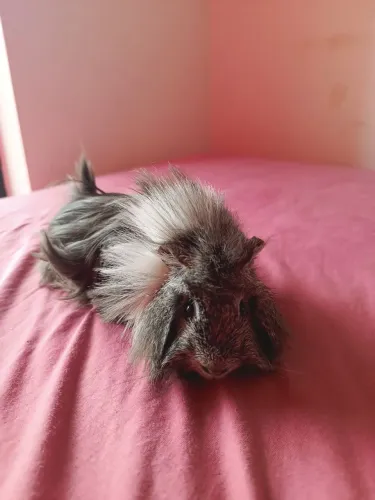 Porquinho da índia