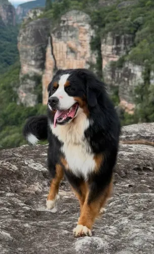 Bernese (Procura-se namorada (o)