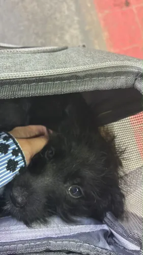 Doa-se cachorro filhote