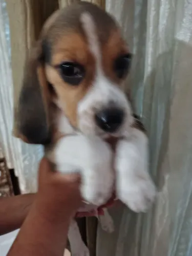 FILHOTES DE BEAGLES 13"" ORIGINAL 